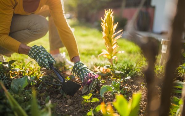 Eine Frau kniet vor einem Beet und versucht mit einer Gartenhacke, dass Unkraut das darin wächst, zu entfernen.