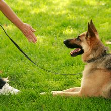 Person reaching towards a German Shepherd lying on green grass, holding a leash.
