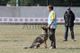 Hombre entrenando a un perro pastor alemán en un campo, con una persona de fondo observando.