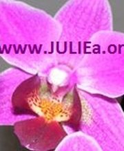 Kartenlegerin JULIEa Logo