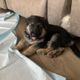 Cute puppy with black and tan fur lying on the floor beside a couch and white mat.