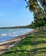 Praia com mar azul, areia, vegetação e coqueiros ao fundo, sob um céu claro e ensolarado.