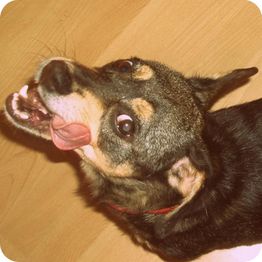 Hund leckt Schnauze und blickt nach oben, auf einem Holzboden liegend.