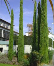 Hohe Zypressen vor einem modernen Gebäude an einem sonnigen Tag.