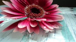 Pinke Gerbera mit Wassertropfen auf einem strukturierten Untergrund.
