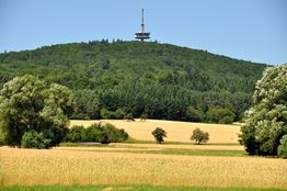 Hügel mit Wald und Turm, davor gelbes Feld und Bäume unter blauem Himmel.