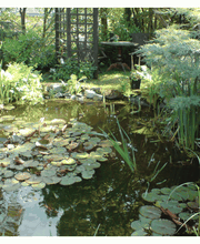 Gartenteich mit vielen Fischen