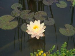 Weiße Seerose mit gelber Mitte auf dunklem Wasser, umgeben von grünen Blättern.