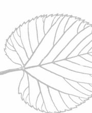 Baumpflege Tilmann Karl Logo