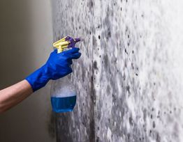 Hand in blue glove spraying moldy wall with a cleaner.