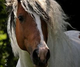 Curly Horse Scheckhengst