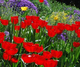 Warmbronner Tulpenfrühling