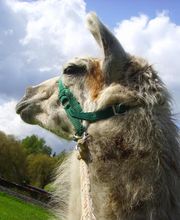 Lamafarm: Mit Mensch und Tier - Natur erleben!