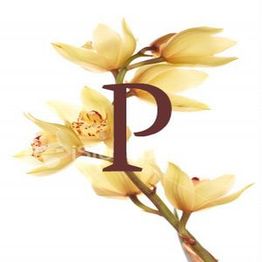 Gelbe Orchideenblüten mit einem großen Buchstaben "P" in der Mitte.