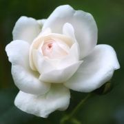 Eine weiße Rose vor verschwommenem grünem Hintergrund.