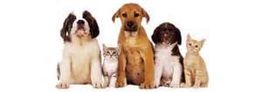 Three puppies and two kittens sitting in a row on a white background.