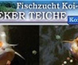 Koi-Center Schafflund Logo