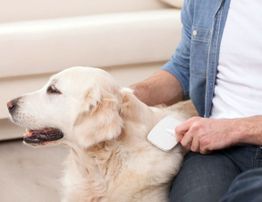 Person brushing a golden retriever gently on a couch.
