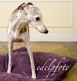 Ein Hund steht auf einem lila Kissen in einem Raum mit hellem Hintergrund. Text: edelfote.