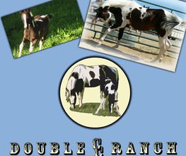 Double C Paints Logo