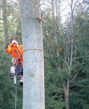 Bremer Baumdienst Logo