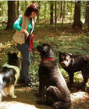 Hundetraining in der Gruppe