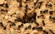 Black ants surrounding their nest entrance on sandy ground.