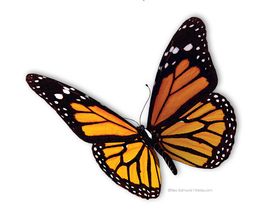 Monarchfalter mit orange-schwarzen Flügeln auf weißem Hintergrund.