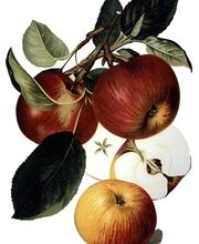 Apfel Baumanns Renette