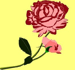 Rote und rosa Rose mit grünen Blättern auf gelbem Hintergrund.