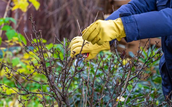 Eine Person mit Gartenschere in der Hand schneidet ihren Strauch zurück, um ihn für den Winter fit zu machen.