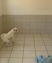 Hundezimmer im Außenbereich