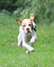 Ich jage doch garnicht