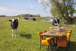Koeien in weiland naast een gedekte tafel met oranje stoelen en zon, onder een blauwe lucht.