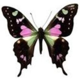 Butterfly with dark wings, pink and green patterns, and white spots, against a plain background.
