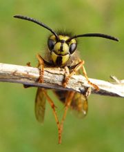 Wespennest entfernen / bekämpfen Hamburg, Lübeck, Lüneburg