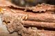 Termites crawling on decayed wood, with visible damage and exposed tunnels.