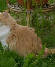 Der Katzenfreund Logo