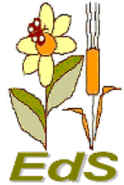 Zeichnung einer gelben Blume und Getreideähre, darunter die Buchstaben "EdS".