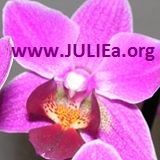 Orchidee mit der Aufschrift "www.JULIEa.org" auf den Blütenblättern.