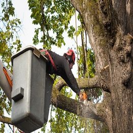 Worker trims a tree from a lift, using a chainsaw.