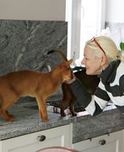 Pedro von Dellwig unser Deckkater