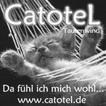 Schlafendes Kätzchen in einer Hängematte mit "Catotel – Da fühl ich mich wohl" und Website-Link.