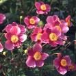 Blühende rosa Blumen mit gelben Zentren im Sonnenlicht.