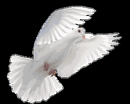 Weiße Taube im Fluge mit ausgebreiteten Flügeln auf weißem Hintergrund.