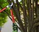 Person trimming tree branches with red-handled clippers.
