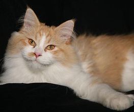 ...und die Katze schmunzelt...