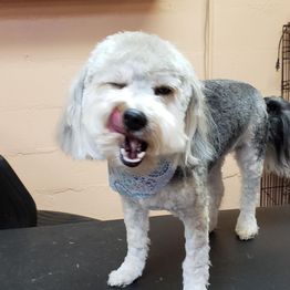 Small fluffy dog licking its nose, standing on a table, wearing a blue patterned bandana.