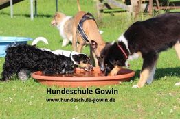 Vier Hunde trinken zusammen aus einer Wasserschale im Freien. Text: Hundeschule Gowin.