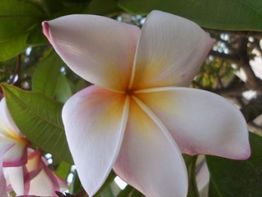 Nahaufnahme einer weißen Frangipani-Blüte mit rosa und gelbem Verlauf vor grünen Blättern.
